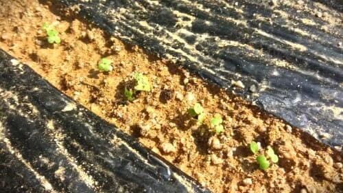 갓-재배-돌산갓-씨앗-종자-발아특성-솎음작업-솎아주기