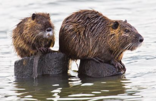 뉴트리아 포획 지자체별 포상금 서류 신청방법