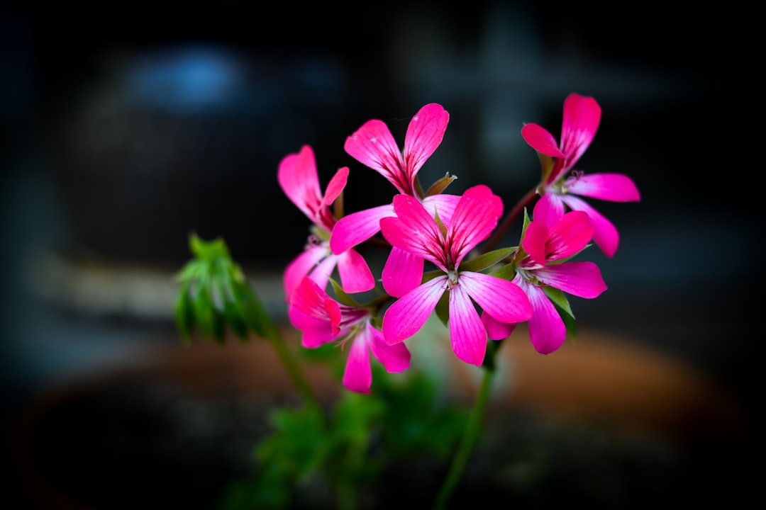 Blossom