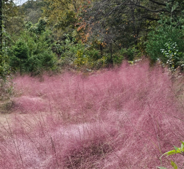용인/새로운/인기/핫플/용/자작나/숲