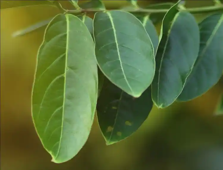 중외제약 당파워