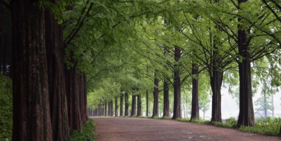 담양 메타세콰이어길