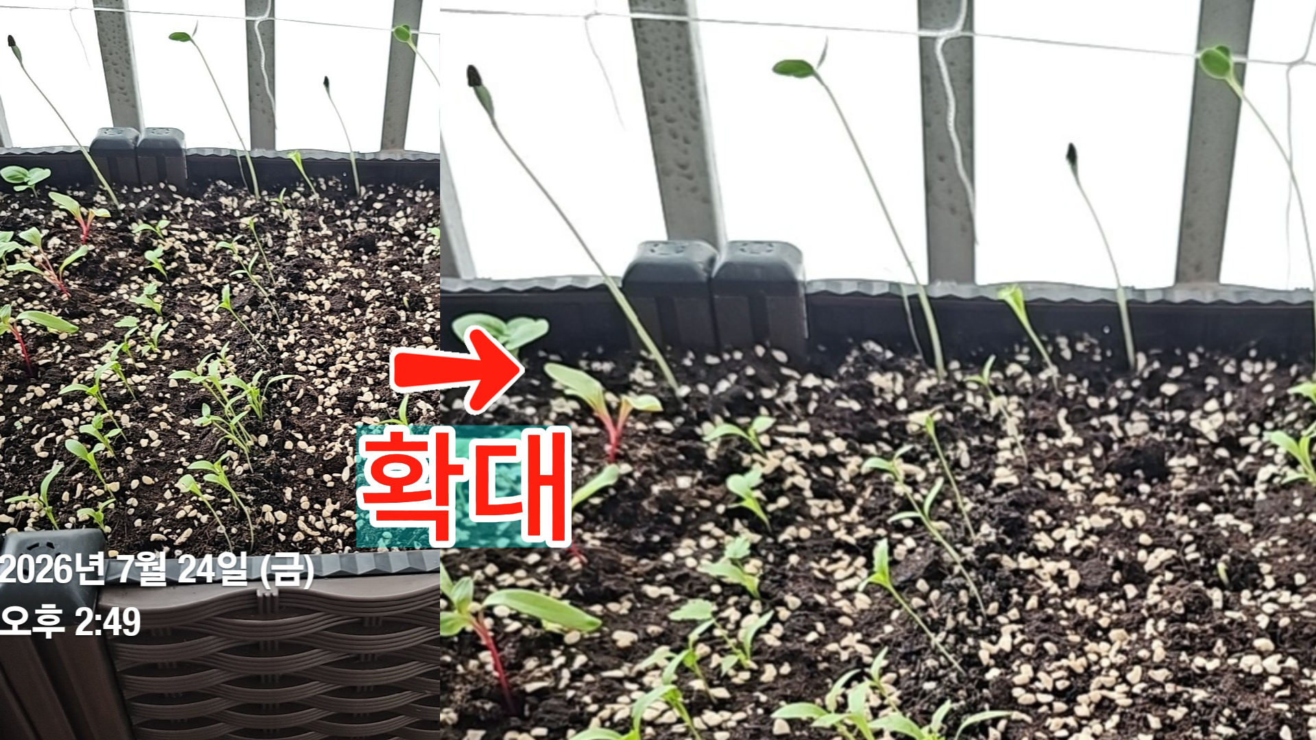 씨앗 껍질을 벗은 수박과 아직 벗지 못한 수박 새싹 비교