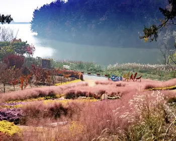 익산 천만송이 국화축제_26