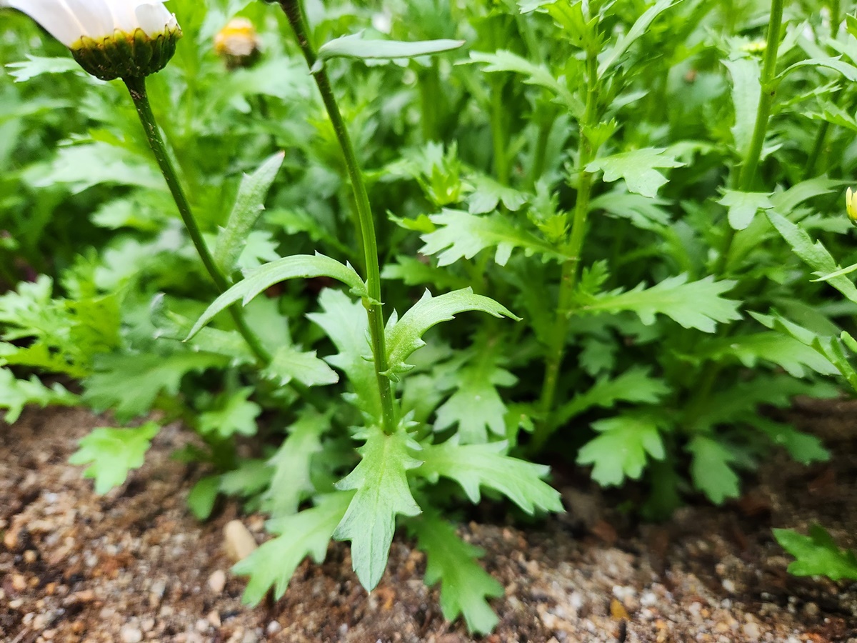 마가렛(미니마가렛)