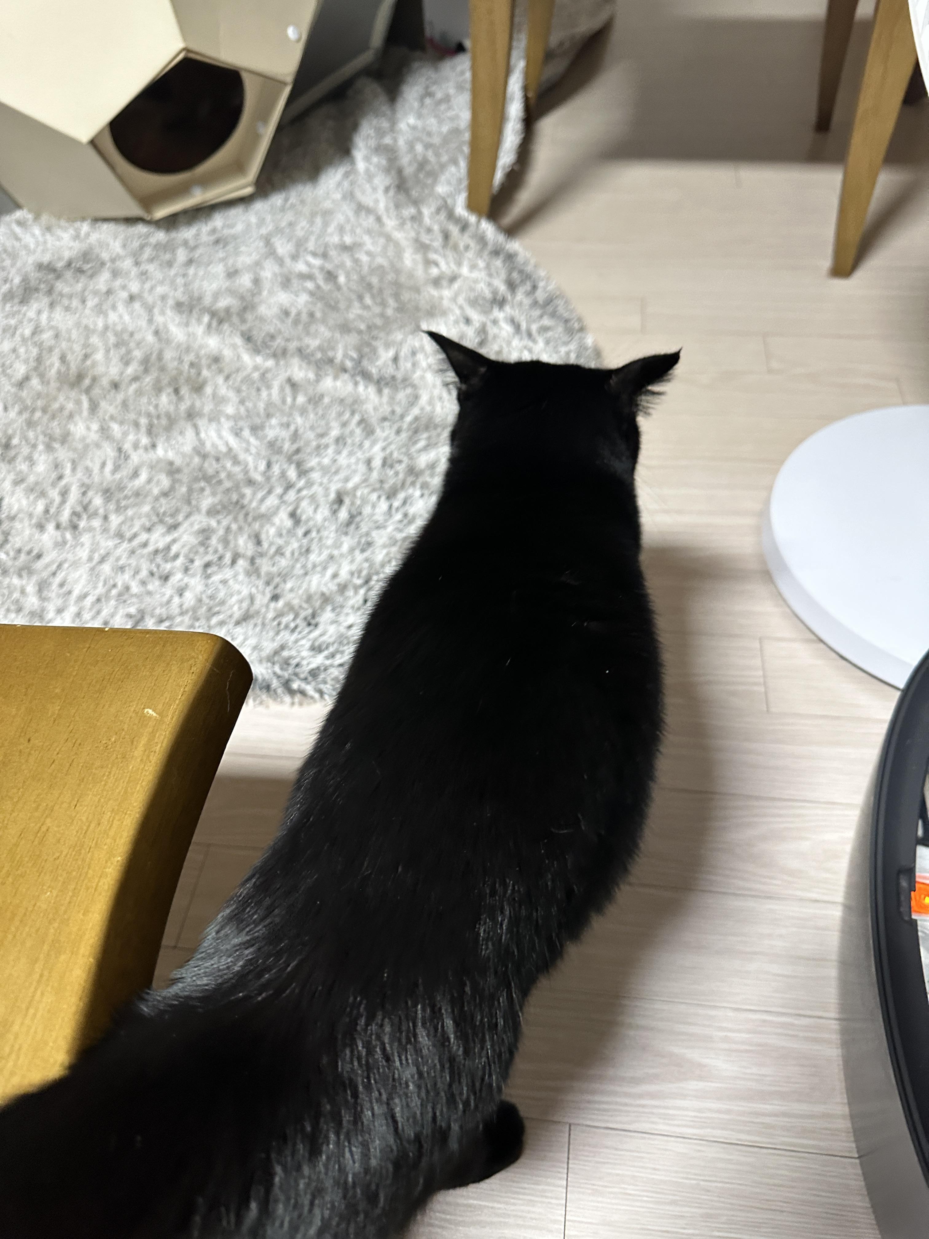 똑똑한 고양이 건이가 엄마한테 관심을 요구하는 방법 (feat. 애교많은 고양이)