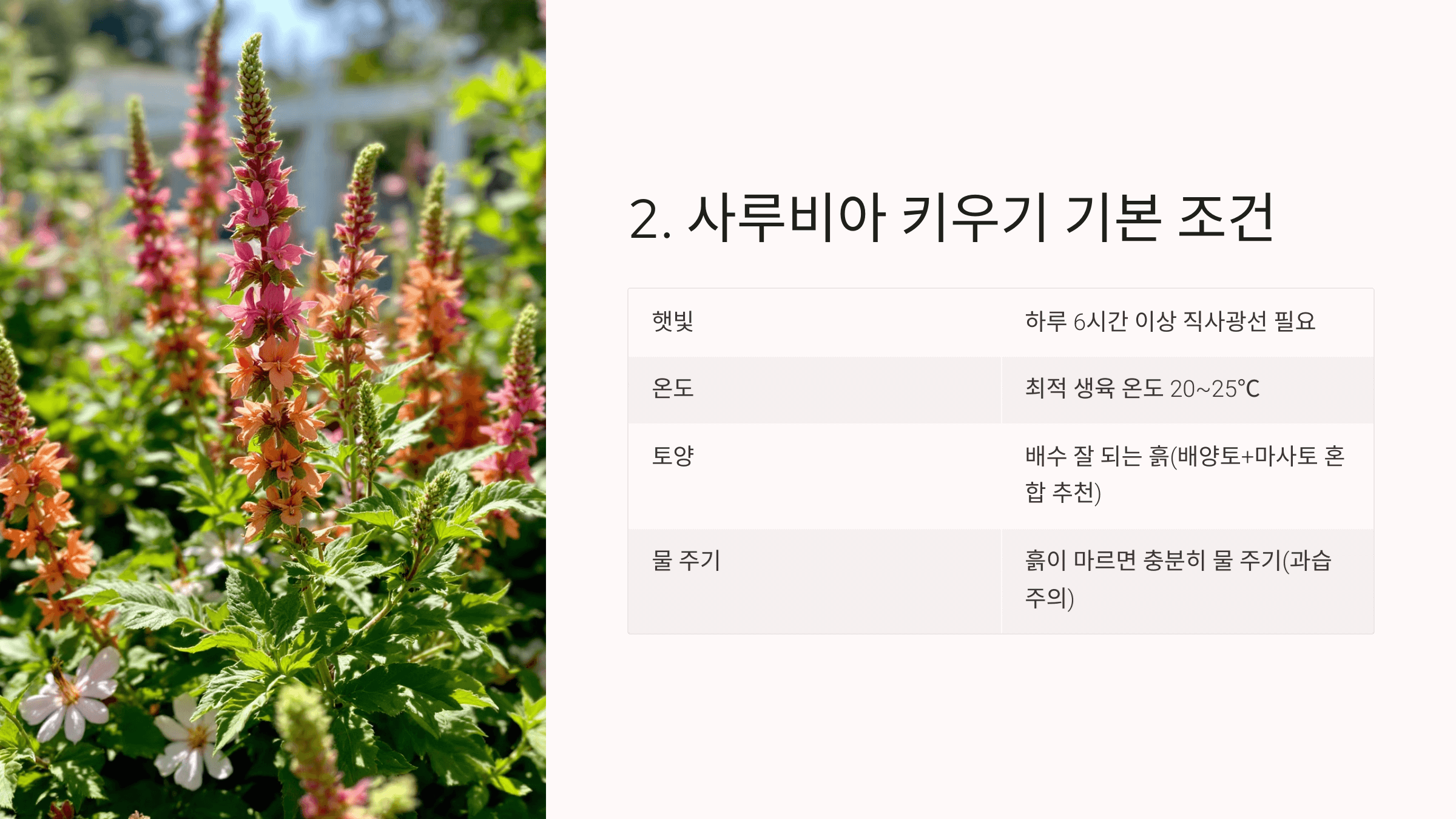 사루비아 사진입니다.