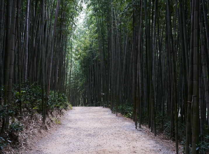 담양 죽녹원