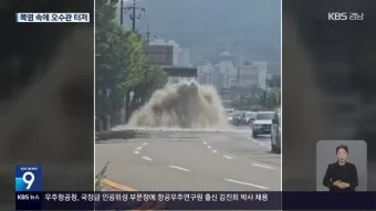 마산 해안도로 5월의 꽃 다정큼나무 산딸나무 해당화_15