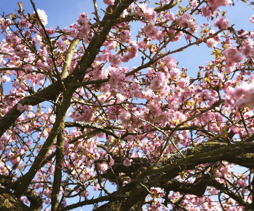 2026 벚꽃 개화시기 및 일정