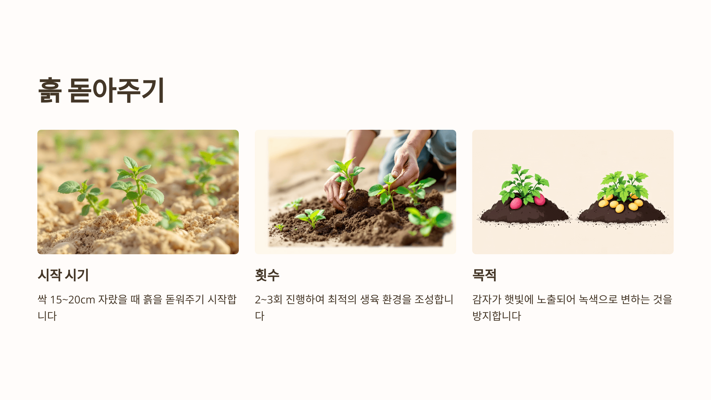 감자 사진입니다.