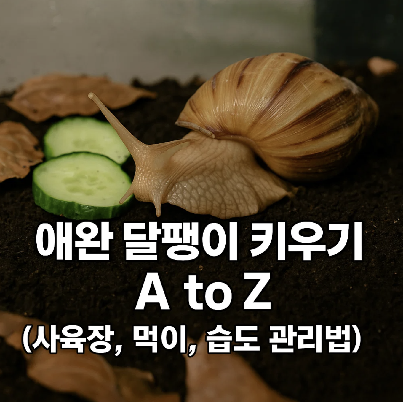 애완 달팽이 키우기 A to Z (사육장, 먹이, 습도 관리법)