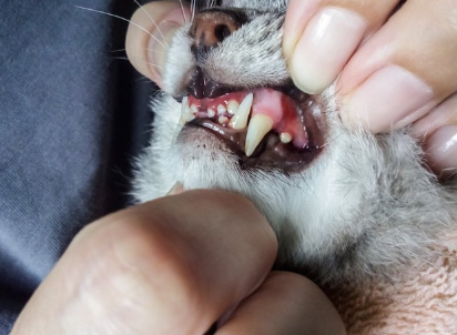잇몸을 체크하고 있는 고양이.