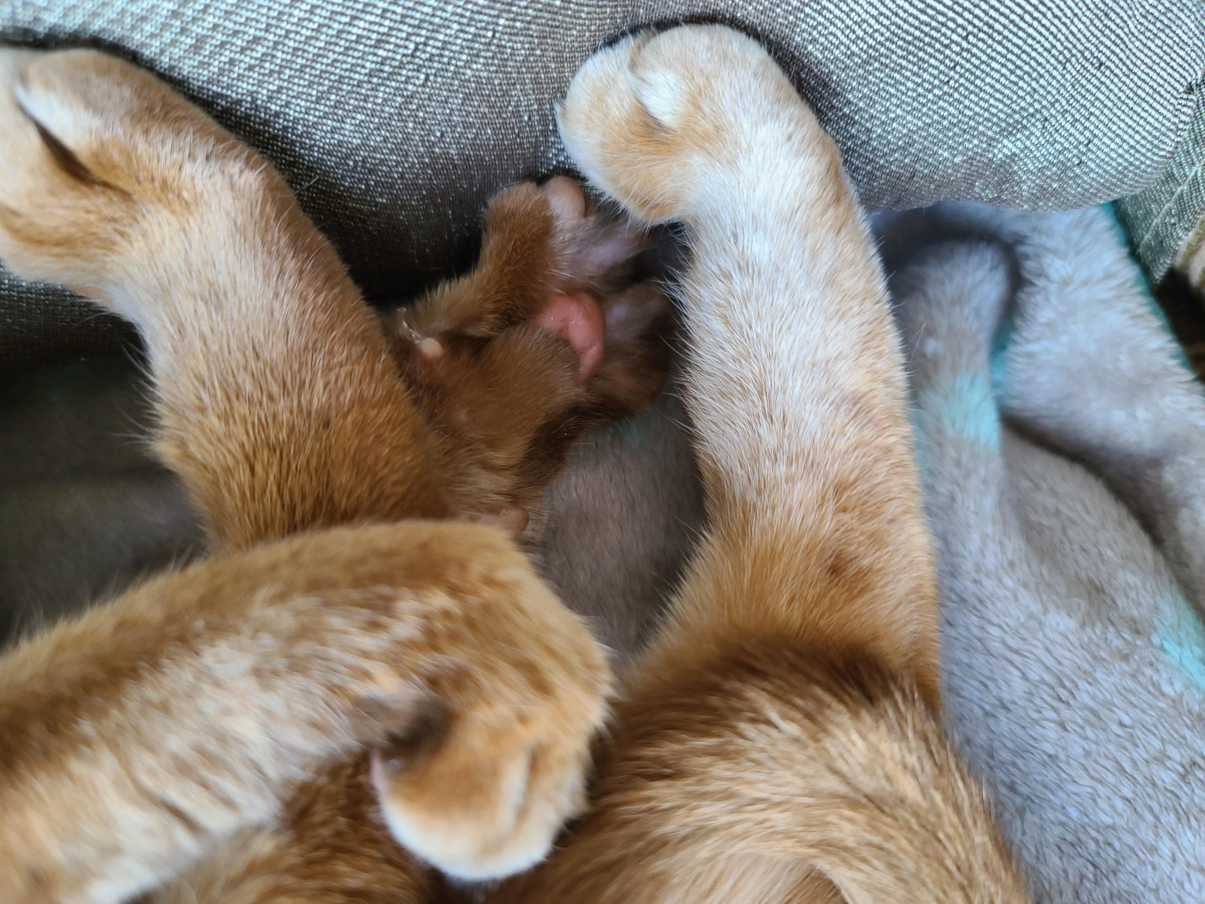 아비시니안 고양이의 골골송과 허공꾹꾹이.