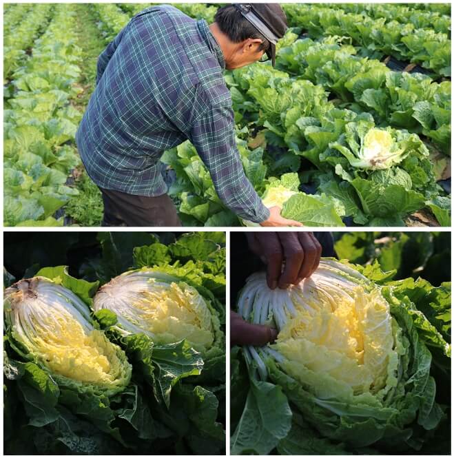 괴산 절임배추20kg