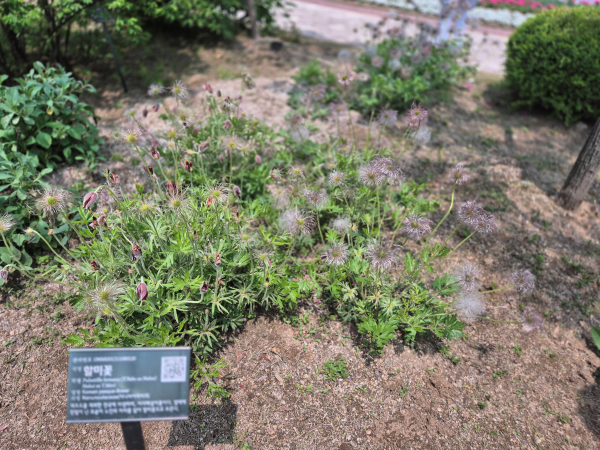 멸종위기식물 보존원에 있는 할미꽃과 이름표