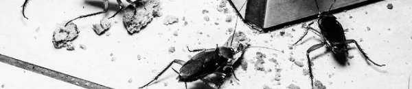 바퀴벌레 퇴치방법: 화학적 방법