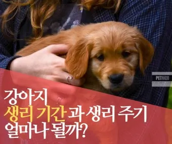 강아지 생리 기간 주의 사항_10