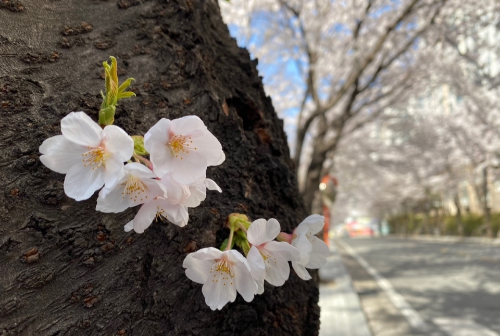 서울 벚꽃 명소