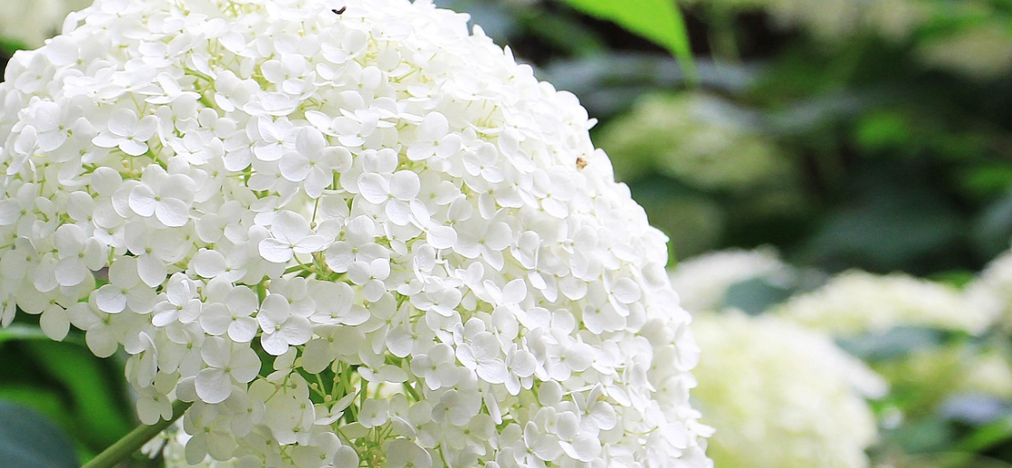 전국 수국 명소 총정리! 6월 인생샷 스팟 추천🌸