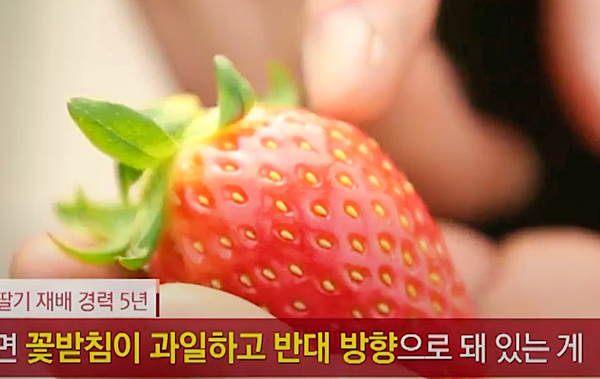 딸기 고르는법1. 꼭지가 하늘로 향한 것이 달다!_MBN유튜브