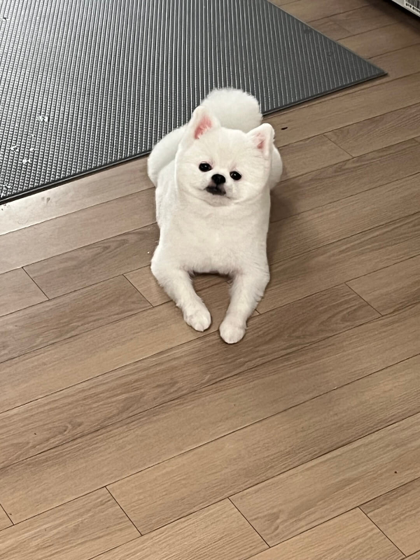꾸마_미용