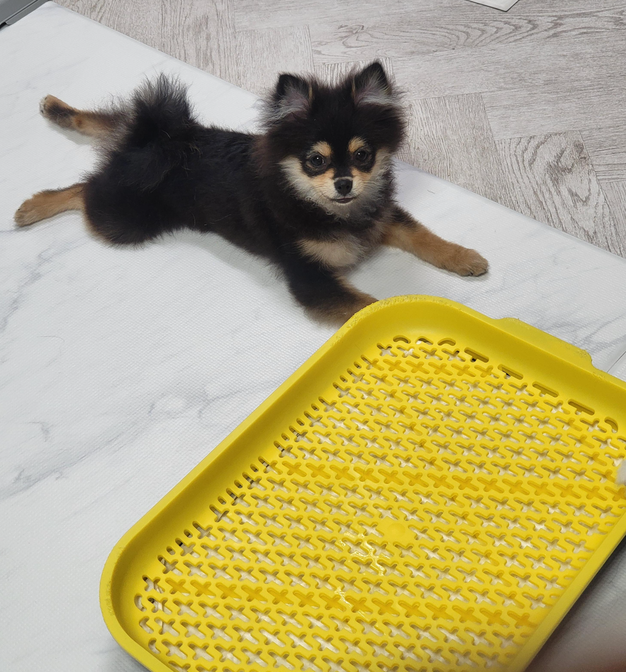 배변 훈련 중인 달콩