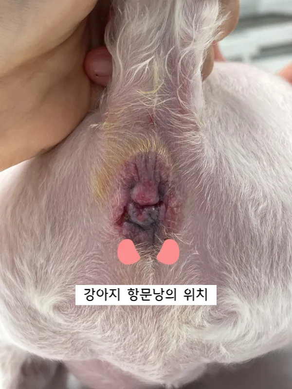 강아지 항문낭 안전하게 짜는 방법과 관리 요령_1