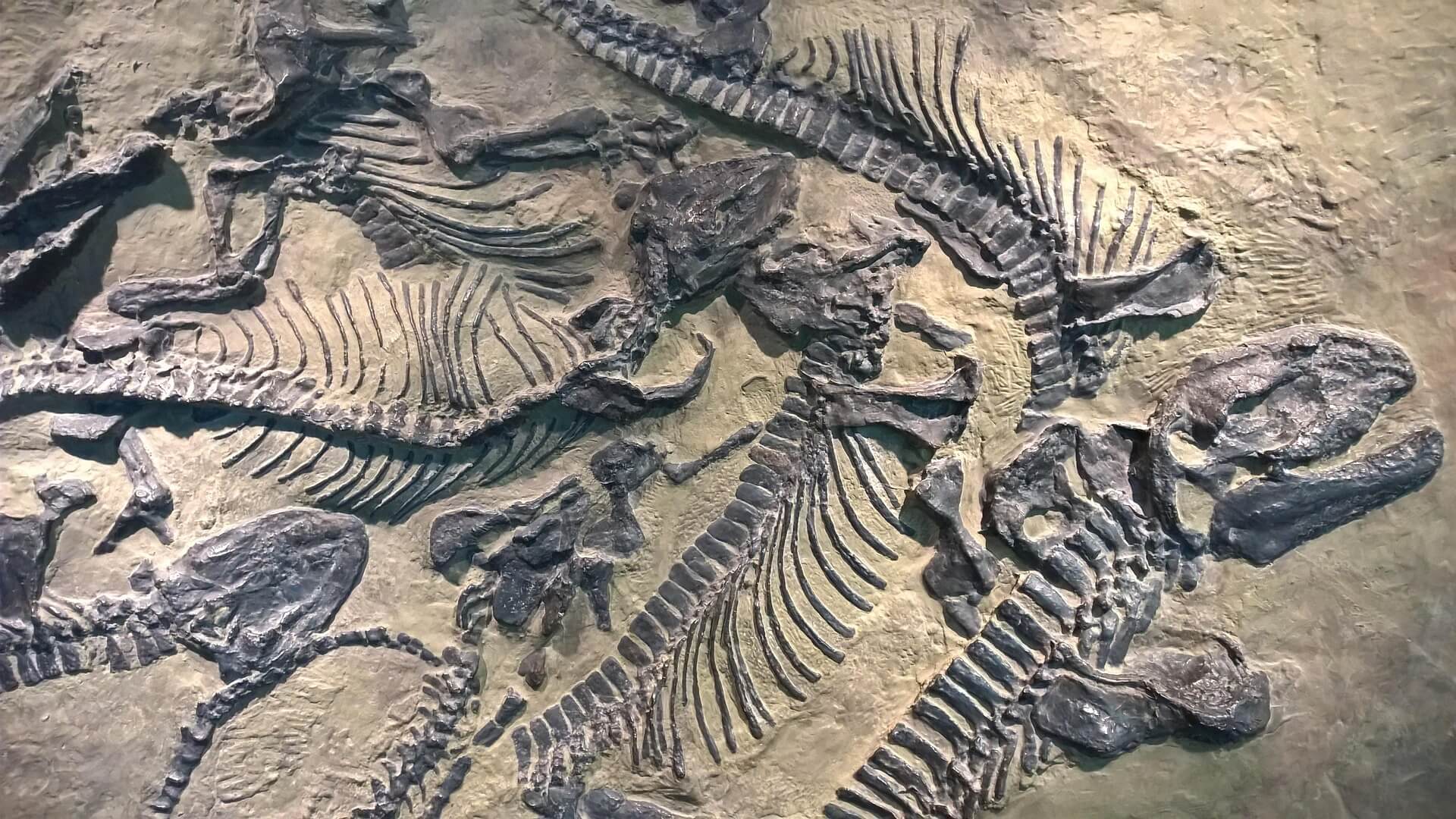 산소 부족이 어린 개체 화석에 더 크게 남는 이유