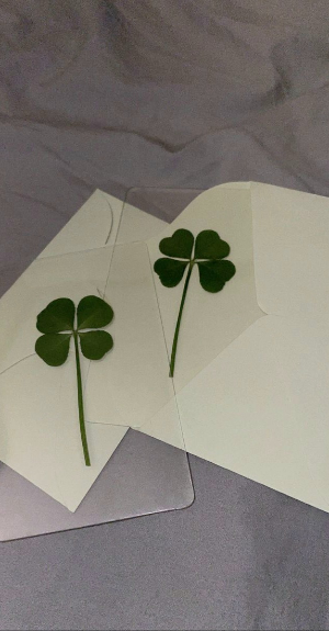 스마트폰 배경화면 잠금화면 네잎클로버 무료 다운로드