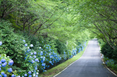 제주 휴애리 수국축제