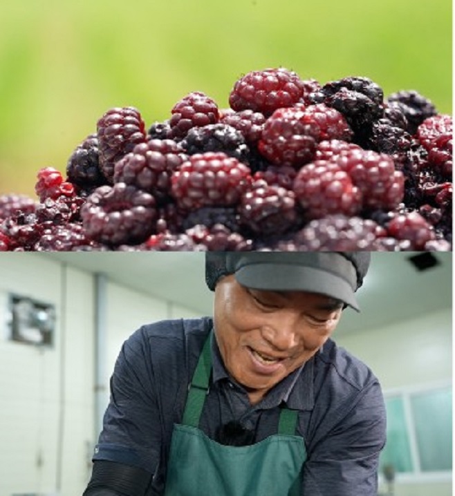 한국기행-고창-토종-복분자
