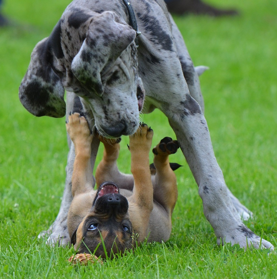 작은 개가 큰 개 밑에서 배를 보이며 누워있다.