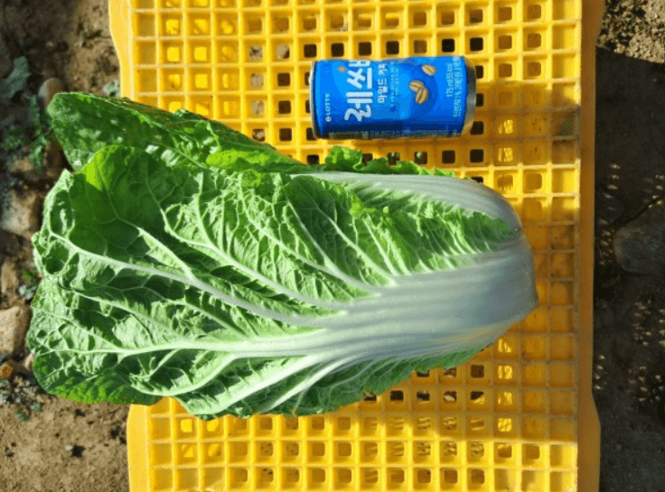 베타 배추 사진