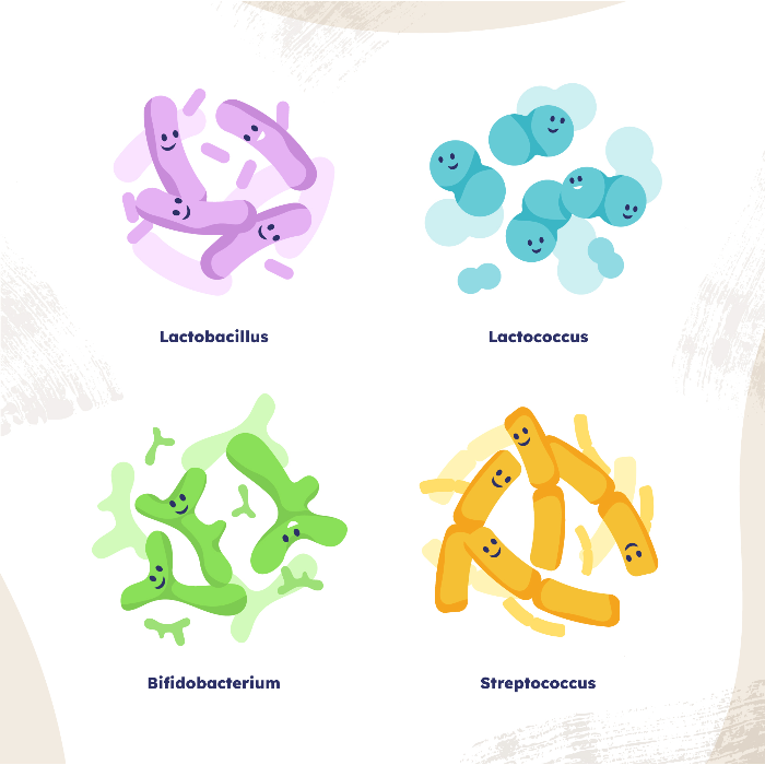 다양한 프로바이오틱스 이미지