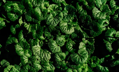 비만 치료제 위고비 가격 위고비 부작용