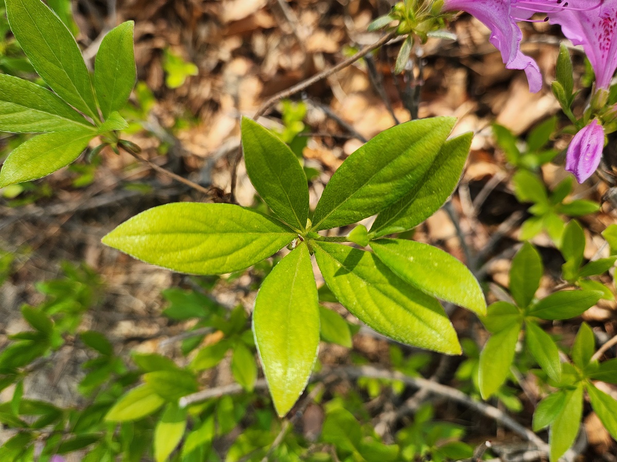 산철쭉