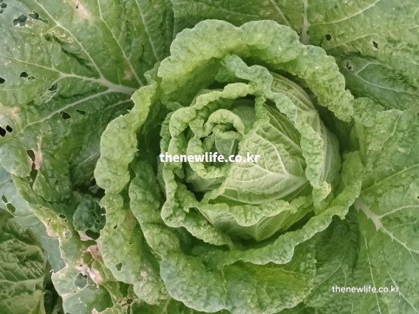영양 성분이 꽉 차 보이는 싱싱한 배추의 중심부 실물 확대 사진. 겹겹이 단단하게 쌓인 연한 녹색 잎사귀가 배추의 풍부한 섬유질을 잘 보여주는 모습