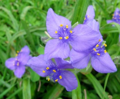 가을에 피는 꽃 자주달개비