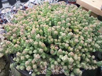 다육이 물주기 환기요령 일조량관리 여름과 겨울 관리법_10