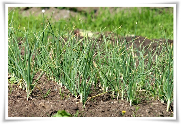 "10월에 심기 좋은 작물 추천" 10월, 새로운 계절을 준비하는 시간...