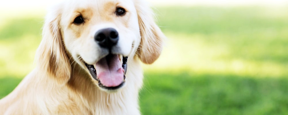 사료 급하게 먹는 강아지 5