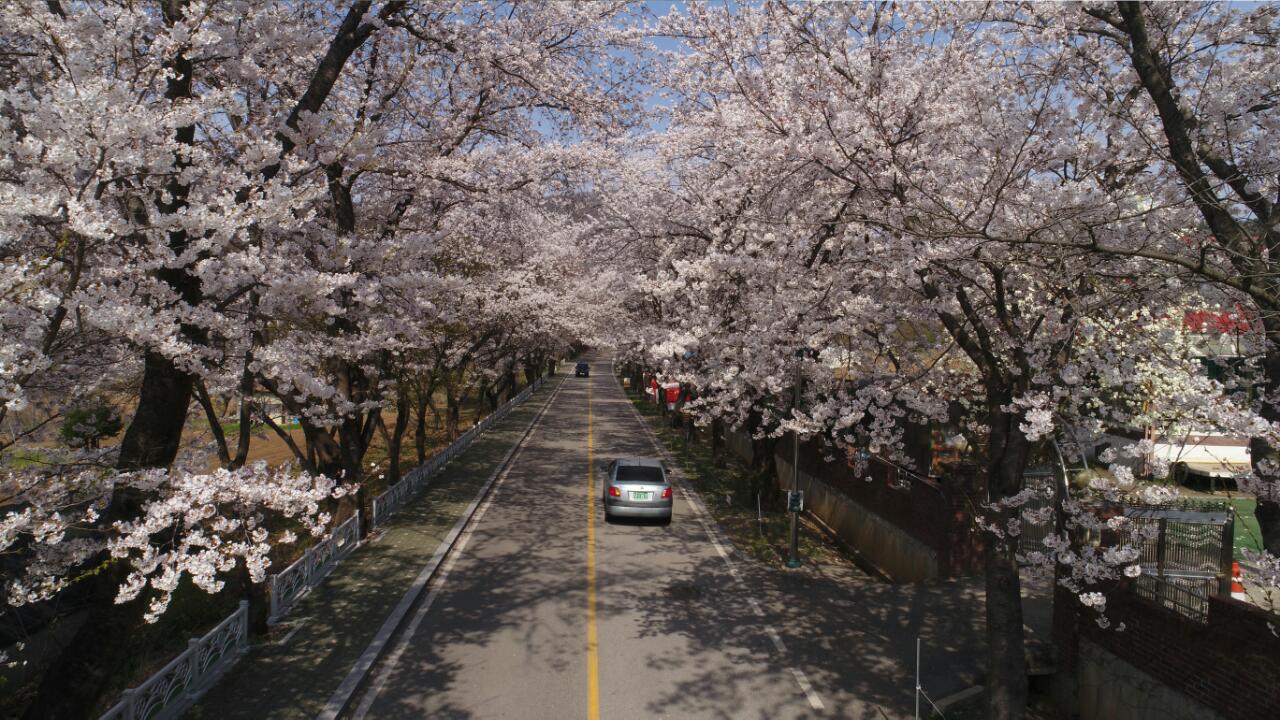 벚꽃 개화시기 2023