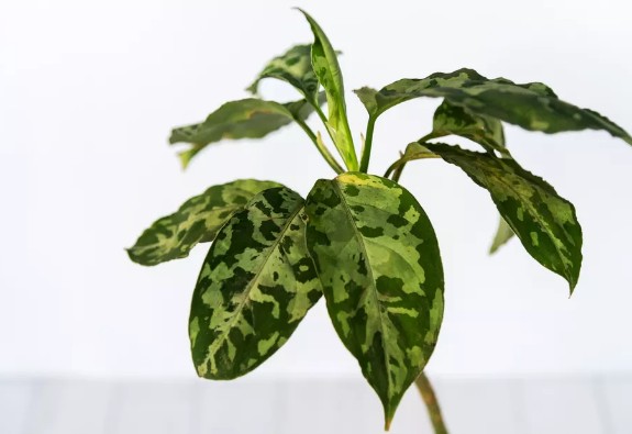 [식물키우기] 아글라오네마 픽텀 트라이컬러 키우기 관리법 - 물주기, 햇빛, 온도, 습도, 흙(토양), 비료