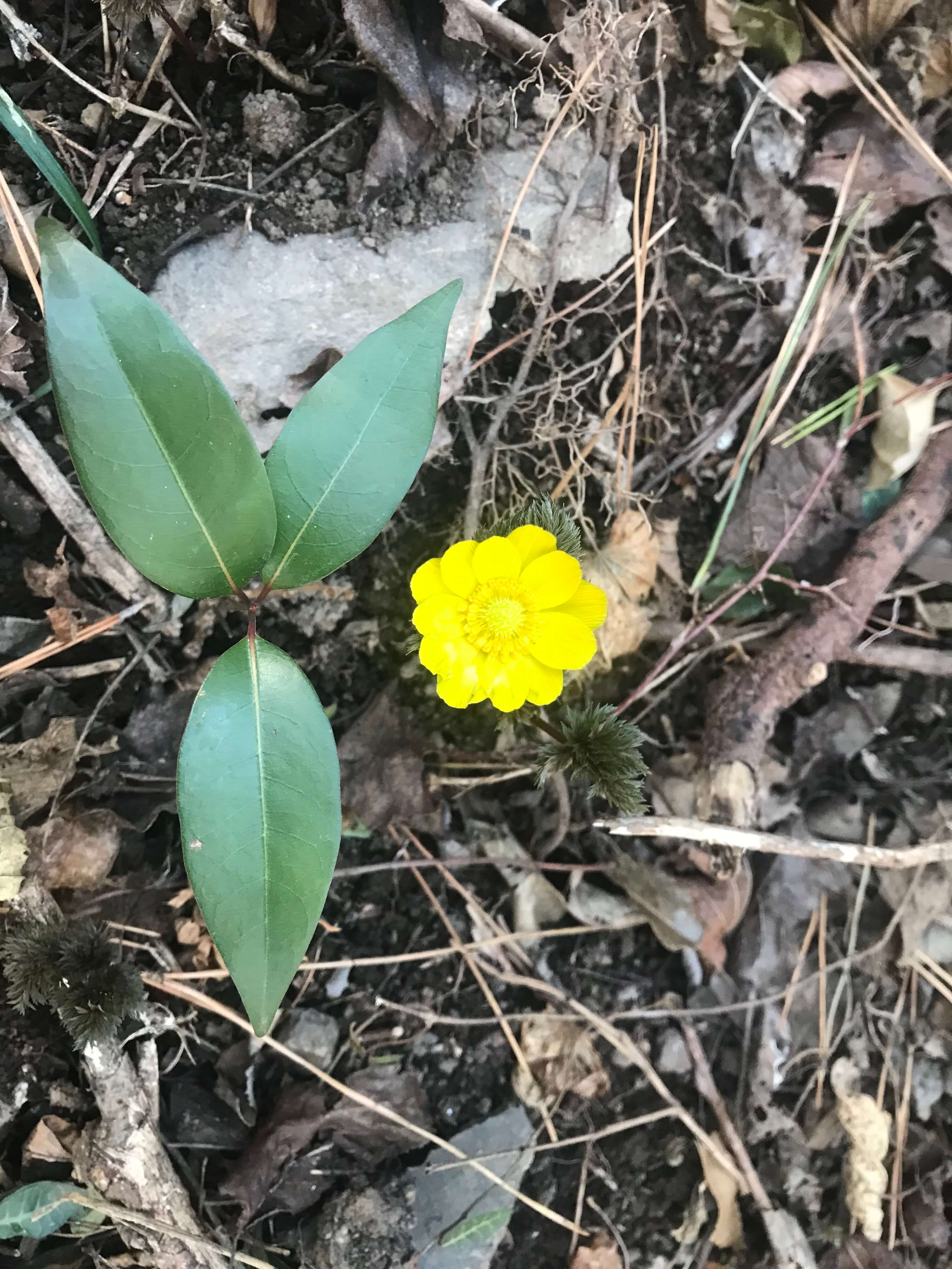 고흥 봉래산 야생 복수초