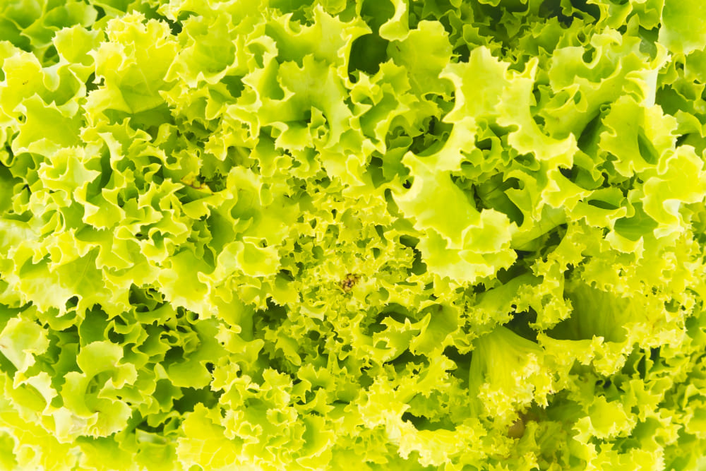 녹색채소가 노랗게 변하면 영양소가 감소한다.