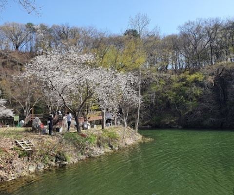임실 벚꽃