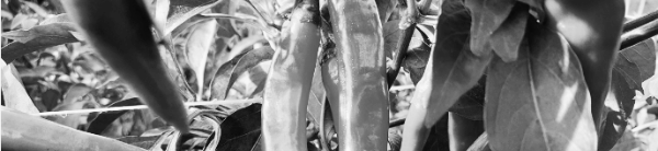 청양고추, 꽈리고추, 풋고추, 오이고추 등