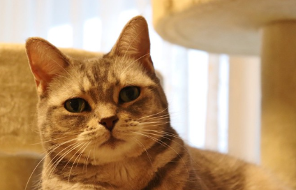 이쪽을 보는 고양이.