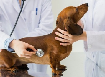 강아지 췌장염 증상